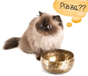 Cat asking for pizza