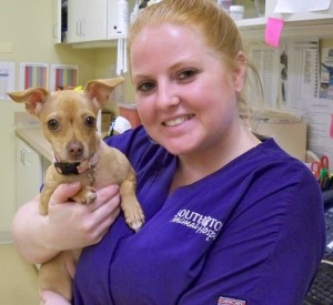 Brittany holding a chihuahua