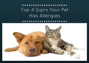 Top 4 Signs Your Pet Has Allergies
