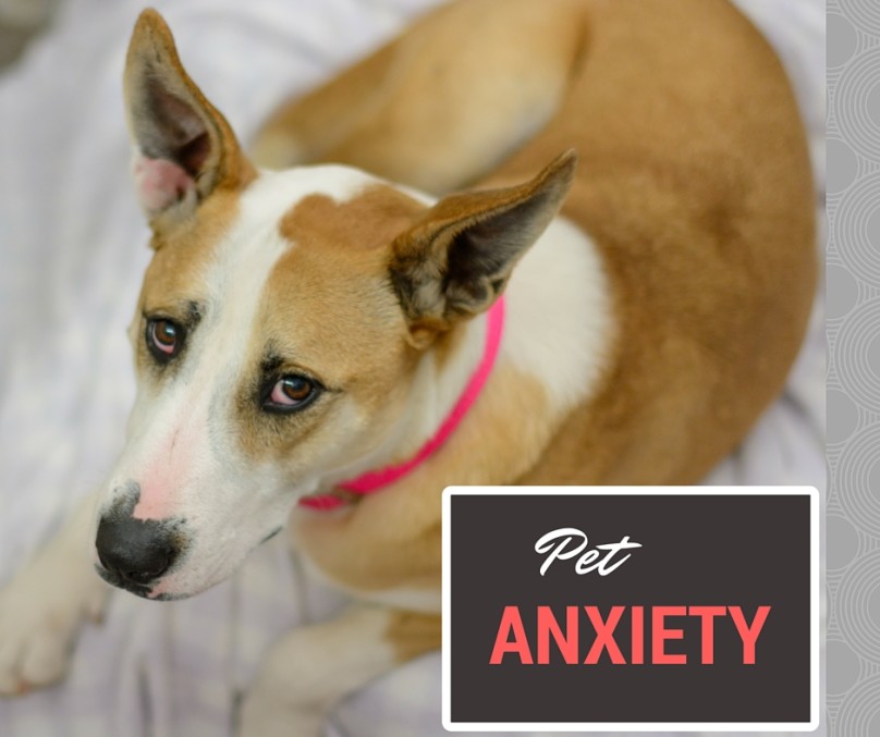 Does Your Pet Show These Top Signs of Fear and Anxiety? South Town