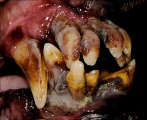 Dog with periodontal disease