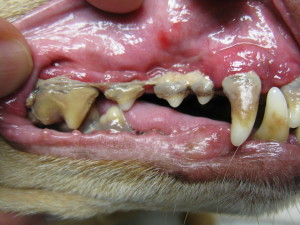 dog's teeth