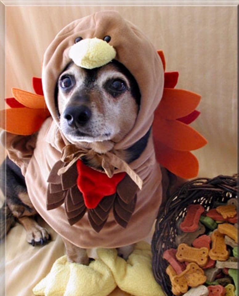Dog in a turkey costume