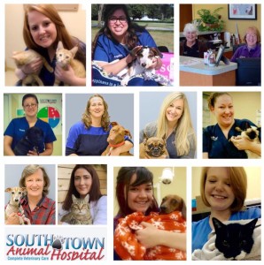 Collage of South Town Animal Hospital Employees