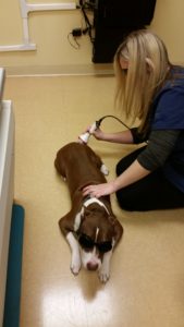 dog in laser therapy