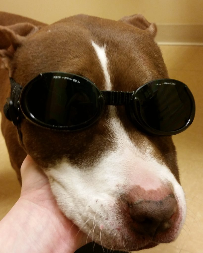 Puppy wearing sunglasses