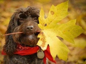 Dog holding a leaf