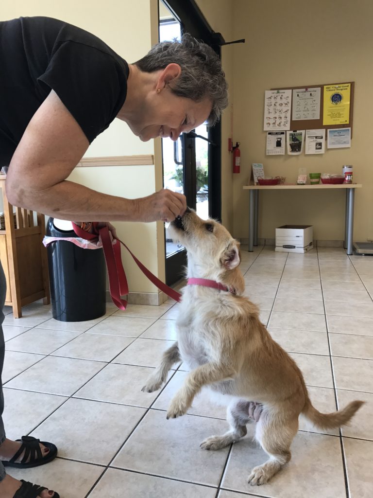 Client feeding her puppy treats