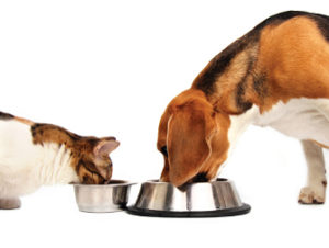 picture of a dog and cat eating out of a food bowl
