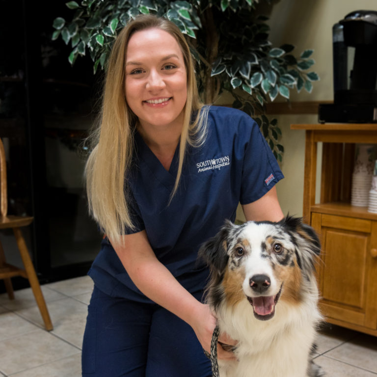 Hannah South Town Animal Hospital South Elgin vet