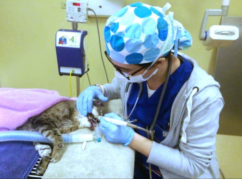 Picture of doctor performing dental surgery on a cat