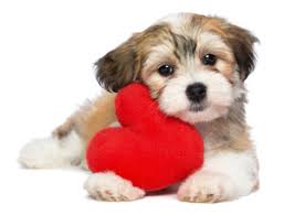 Picture of a puppy with a toy stuffed heart