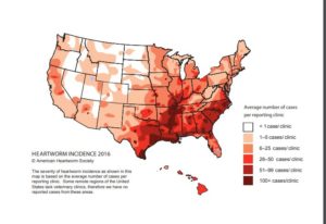 Map of united states showing number of average cases of heart worm reportings