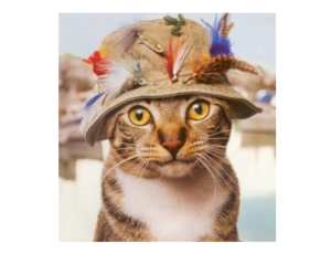 cat in fishing hat decorated with fishing lures