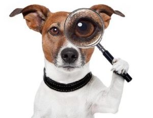 dog holding a magnifying glass to its eye
