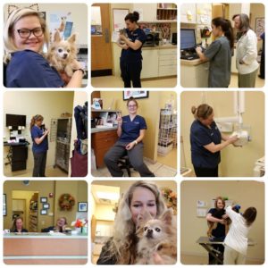 south town animal hospital staff at work