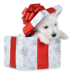 Picture of a puppy in a present box