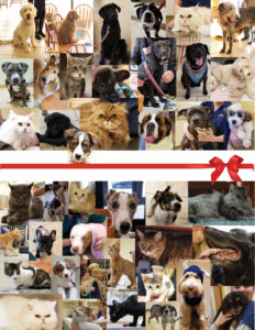 picture collage of pets