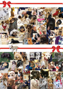 Collage of pet pictures