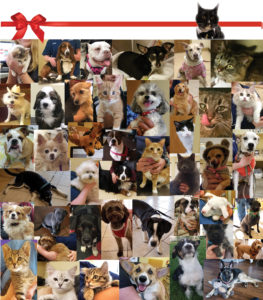 Collage of pets
