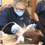Veterinarian working on sedated dog's mouth
