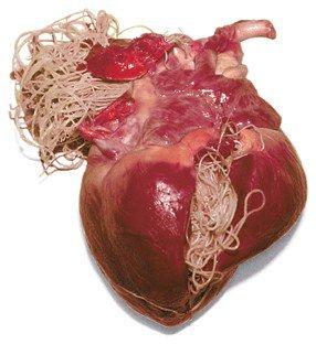 animal heart infected with worms