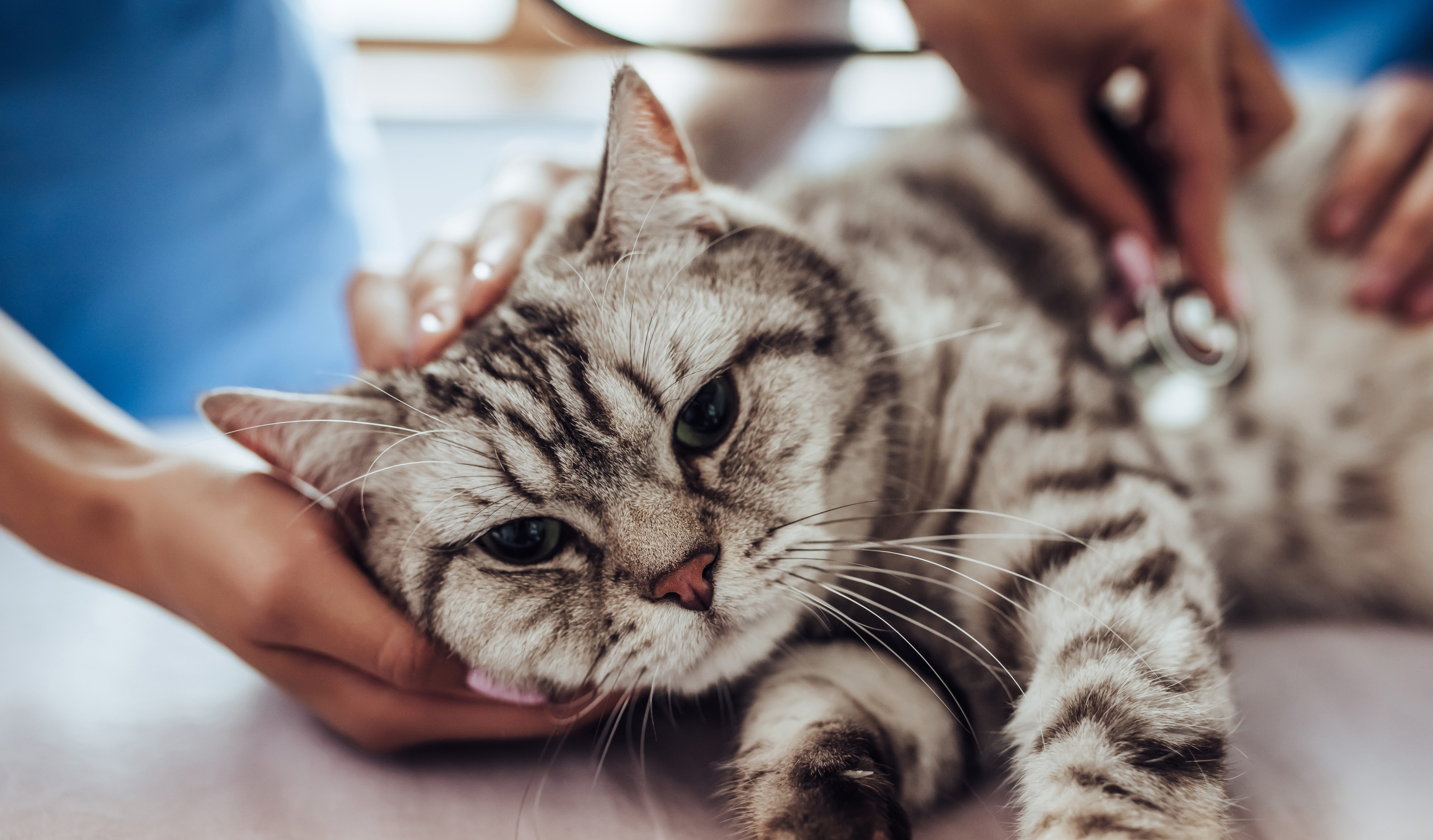 Managing your cats stress when traveling | Elgin Vet Clinic