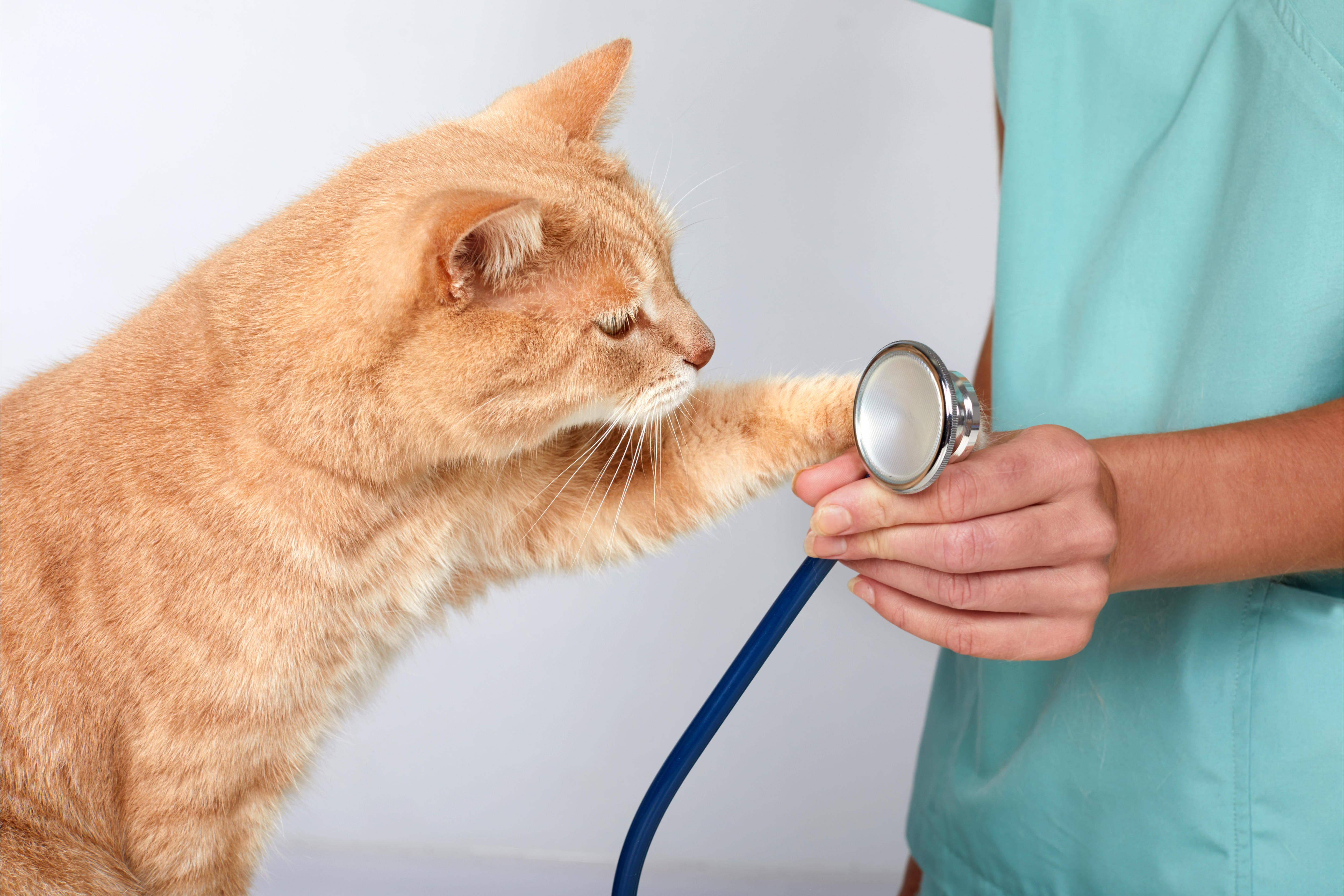 South Town Animal Hospital - South Elgin vet Important News on Cat Oral  Health Care - South Town Animal Hospital - South Elgin vet
