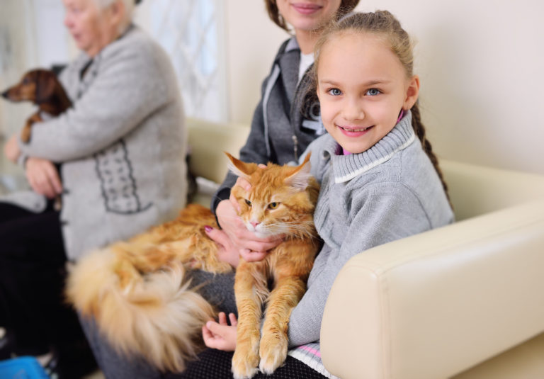 New Client Form South Town Animal Hospital South Elgin vet